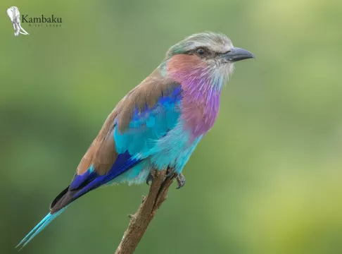 Kambaku-river-lodge-birdhide-gallery-16