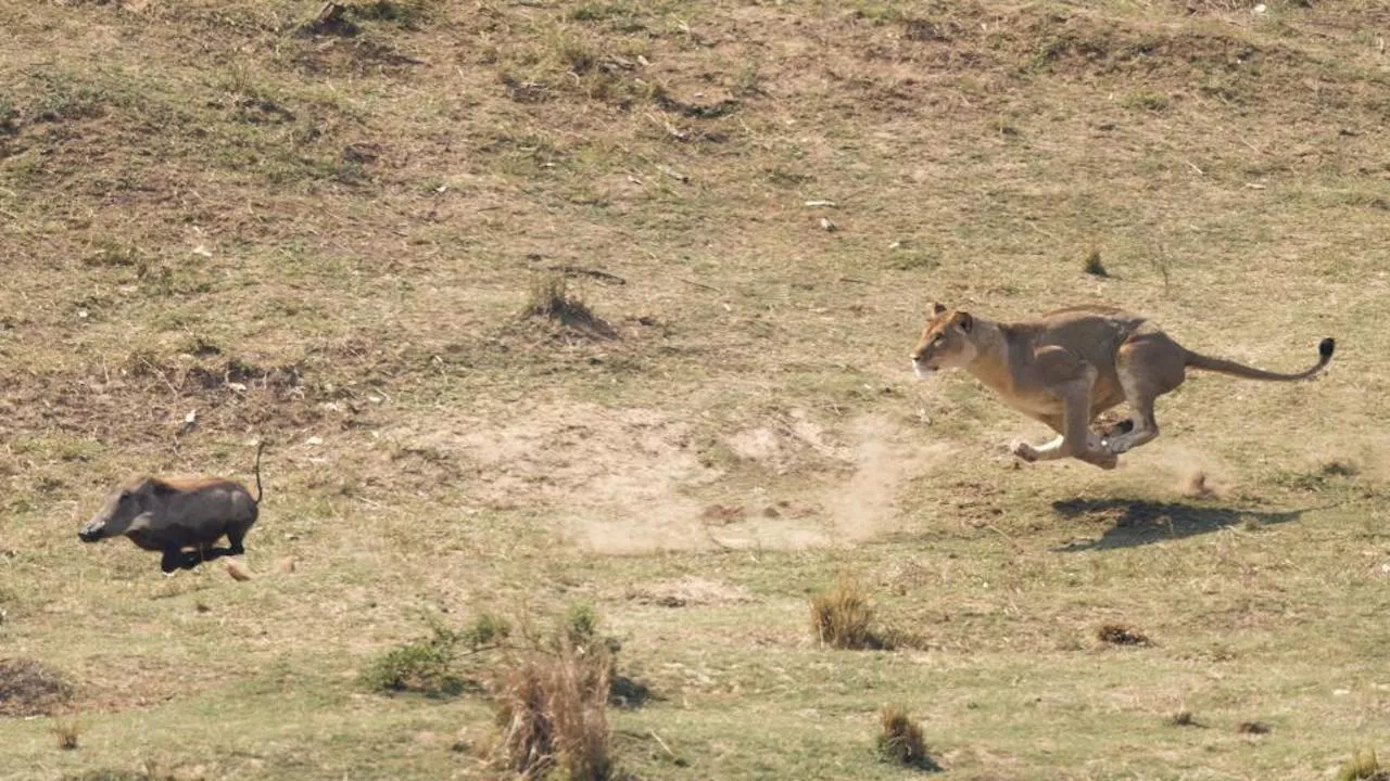 Game Drives - Kambaku River Lodge